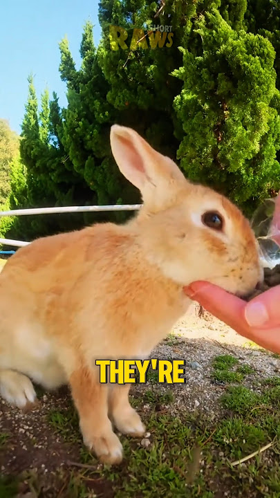 A Real-Life Bunny Paradise Exists! #bunny #bunnies #facts #funfacts #shortsviral #shorts #short