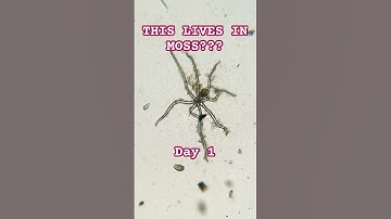 Rotifers, Tardigrades, Hydras and more in moss ecosystem - Day 1 #shorts #microscopy  #rotifer