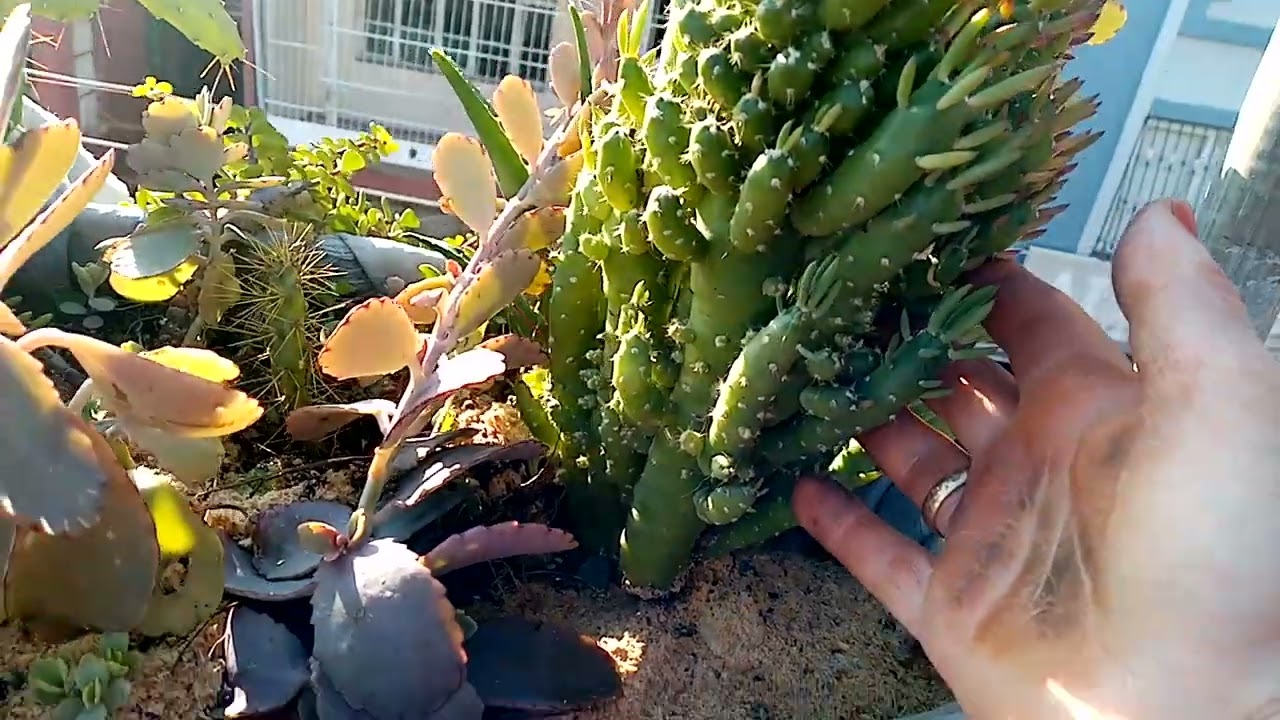 Don dan Kurtulan Bitkilerim 