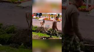 Hero Dog's Brilliant Idea Saves Owner from Struggle