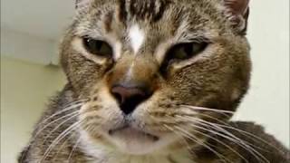 Tiger Meatball adopted!