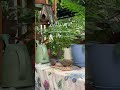#นกหลังบ้าน #mybackyardbirds #นกเขาเล็ก #zebradove