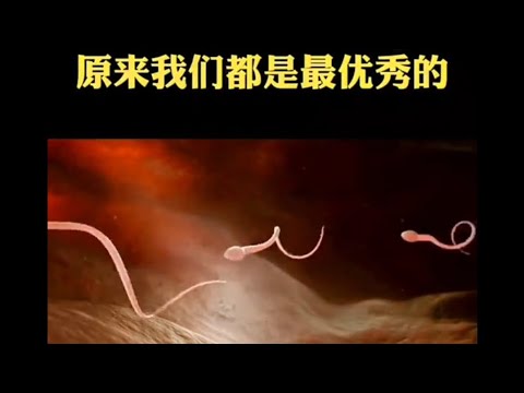 精子与卵子结合，人体秘密，原来我们是最优秀的#智慧 #智慧共享 #认知 #人生智慧 #知识科普 #知识