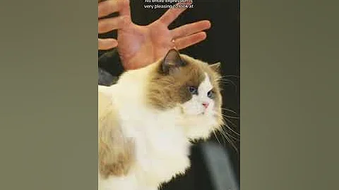 Watch the video about Ragdoll cat presentation from @lcww-lovingcatsworldwide1273