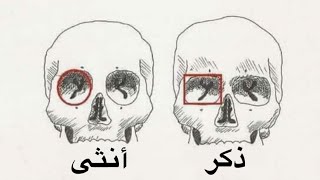 الفرق بين الهيكل العظمي لكل من الرجال والنساء