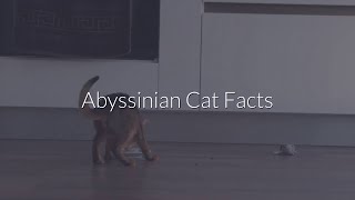 Various facts about the abyssinian cat