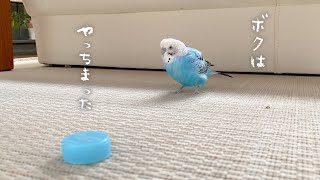 Budgie that broke his own growing wing