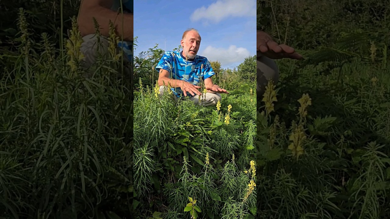 Yellow Toadflax (linaria vulgaris) 