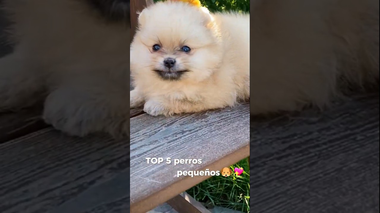TOP 5 PERROS PEQUEÑOS🐕🐾 el #1😍 