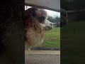Alpaca Hums With Joy At Rosie Mae S Alpaca Farm Meet Cosmo Alpaca Farmlife mp3