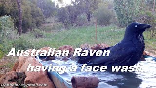 Australian Raven having a Face Wash
