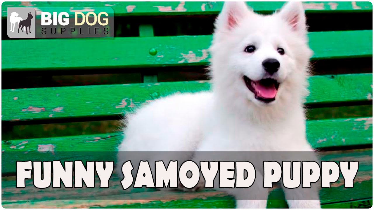 Funny and Cute Samoyed Puppy Playing - YouTube