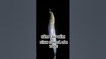 Cắm Câu Đêm Dính Con Cá Lóc 700g #fish #fishing #fishinglife #mientay #shorts