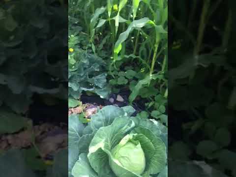 Urban garden tour Moncton by on the rag
