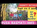 Pusa basmati 1885 ground experience of farmers and variety details
