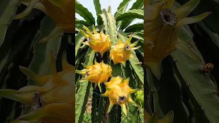 😱 Yellow Dragon Fruit Life Cycle 🌱 From Rotting Fruit to a Golden Yellow Cactus! 🍋 #Shorts