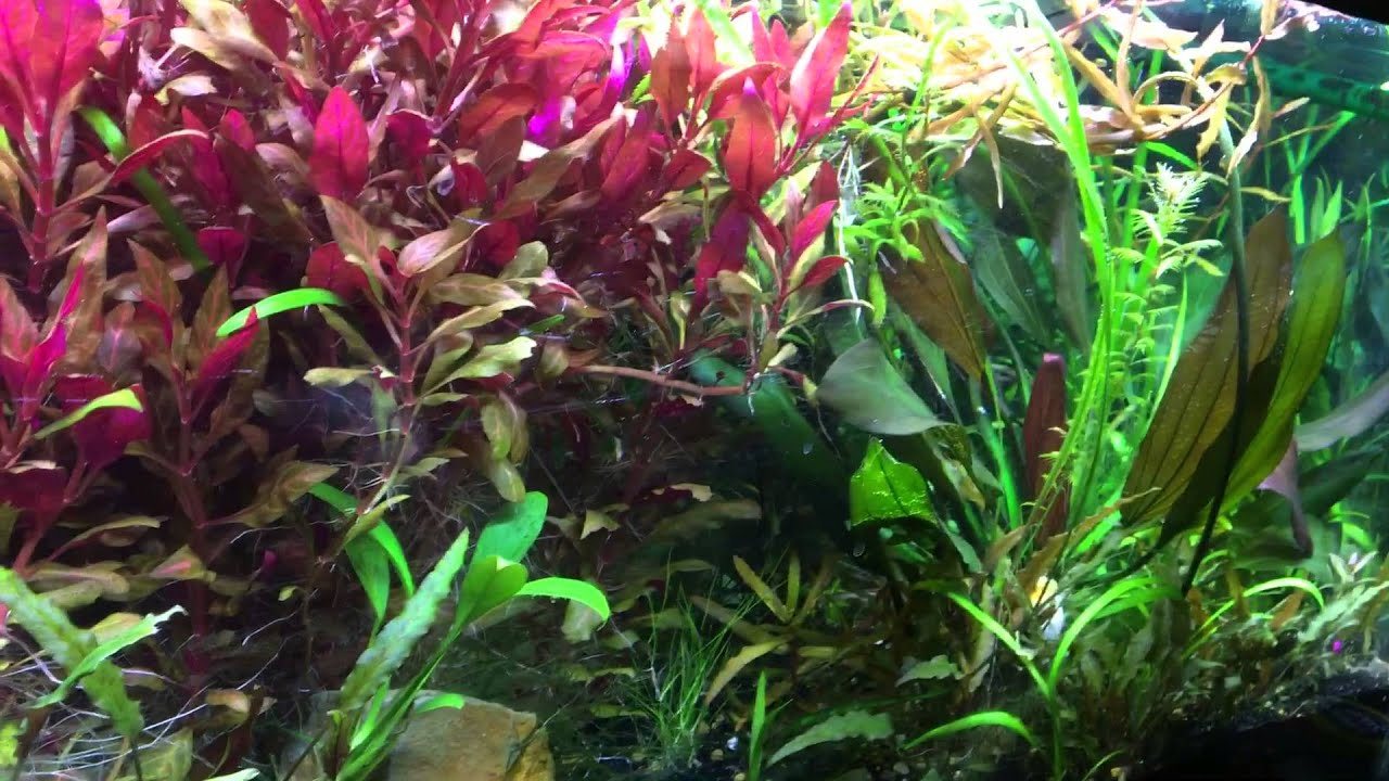 camera iphone 8 plus apk Mexican Dwarf Crayfish