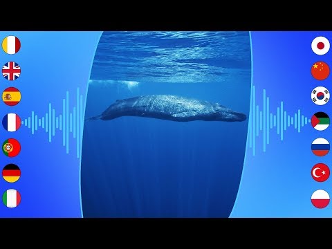 Водные Звуки: Синий Kит