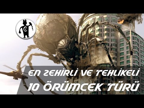 Hayvanlar Aleminin En