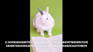 Cute Professor Bunny Reads Pi to 100 Decimal Places