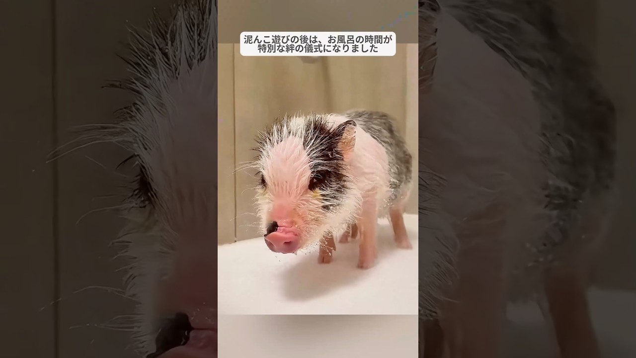 家族がミニブタを引き取ったが、こんなに大きく成長するとは予想していなかった