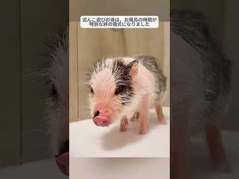 家族がミニブタを引き取ったが、こんなに大きく成長するとは予想していなかった