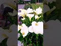#cala #calalily #garden #plants #flowers