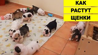 Как растут щенки? 11 щенков Английского Бульдога с Рождения до 1,5 мес. Спят, едят и начинают ходить