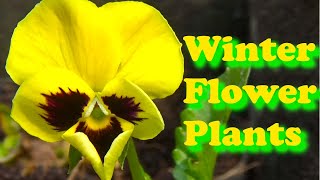 Winter Flower Plants | Cineraria Flower | Dianthus | Dimore | Pansy | Calendula | Petunia