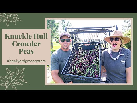 The Perfect Vegetable to Grow in the Middle of Summer!