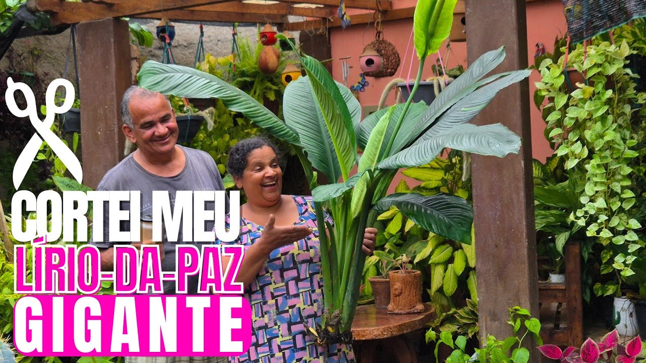 COMO FAZER MUDA DO LÍRIO-DA-PAZ GIGANTE: DICAS DE CULTIVO | LÍRIO-DA-PAZ VARIEGATA