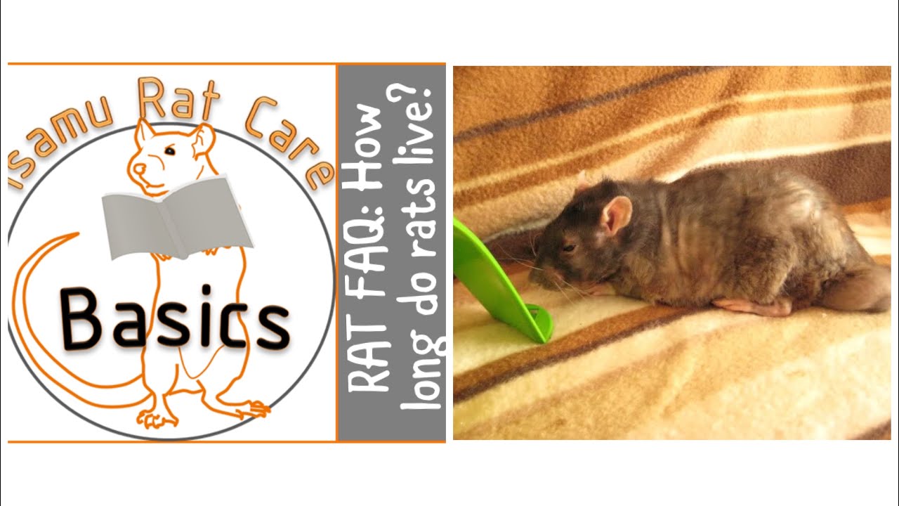 RAT FAQ: How long do rats live? - YouTube