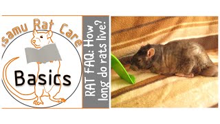 RAT FAQ: How long do rats live?