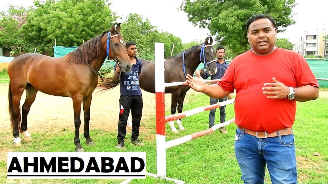 STALLION HORSE RIDING SCHOOL || Ahmedabad Gujarat