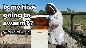 BEEKEEPING under a minute: Is My Hive Going To Swarm with Blake Shook