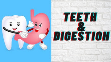 Class-4| G.Sc| Teeth and Digestion