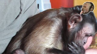 Capuchin Monkey Meets Baby Brother