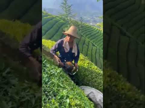 حصاد ورق الشاي 