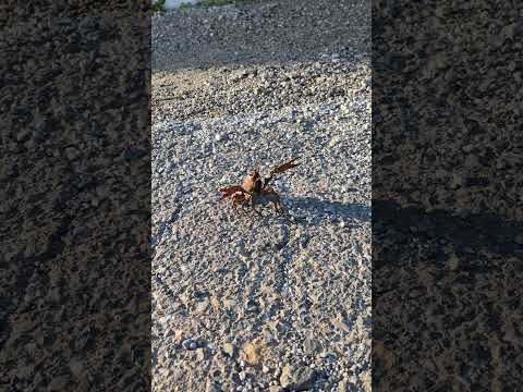 犬に威嚇するザリガニがかわいすぎるww　#shorts