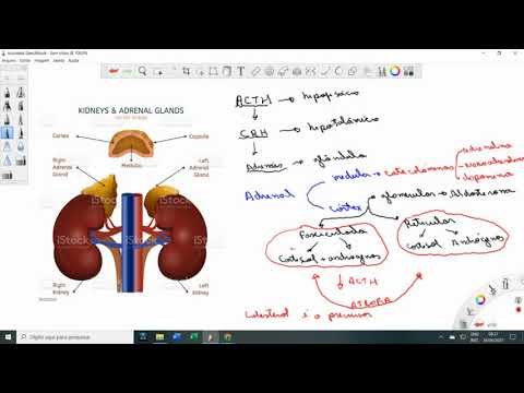 Vídeo: Diferença Entre A Doença De Addison E A Síndrome De Cushing