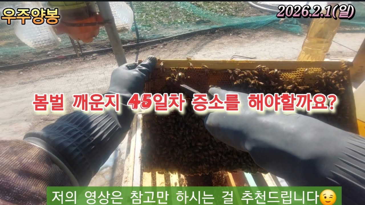 양봉●봄벌 깨운지 45일차 증소해야할까요?(분양예약마감)(2026.2.1 우주양봉)