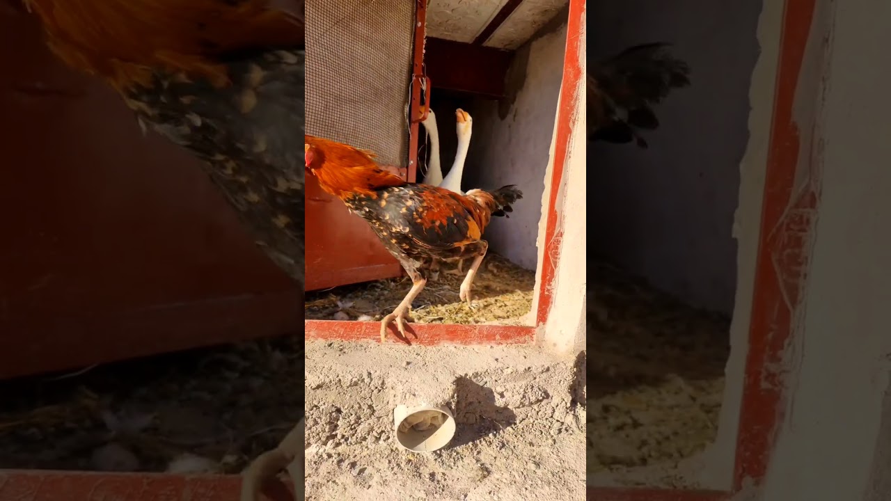 "Morning Liberty:Hens,Rooster Ducks,Goose,Guineafowl Enjoying Freedom 