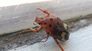South African Yellow Banded Zig Zag Fruit Chafer Beetle #beetle #insect