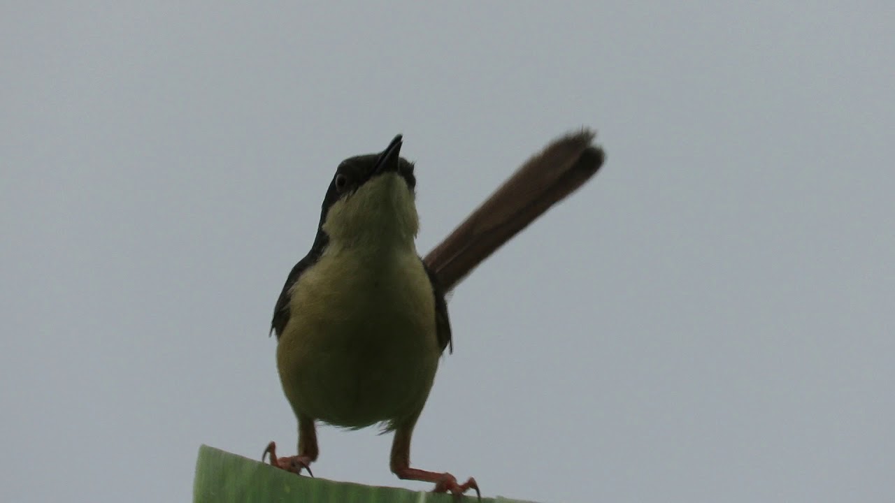 Canon SX60: Mother Ashy Prinia calling and alerting