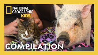 unlikely animal friends full episode compilation atnatgeokids
