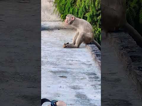 bhagwan kis qasoor ki Di Hai mujhe Saja jindagi yahi hai to jindagi mein Kya #youtubeshorts #monkey