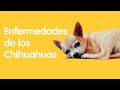 4 Enfermedades Comunes en los Perros Chihuahuas