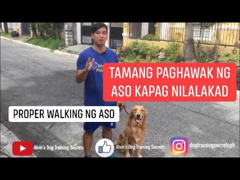 Video: Paano Hawakan Ang Isang Aso