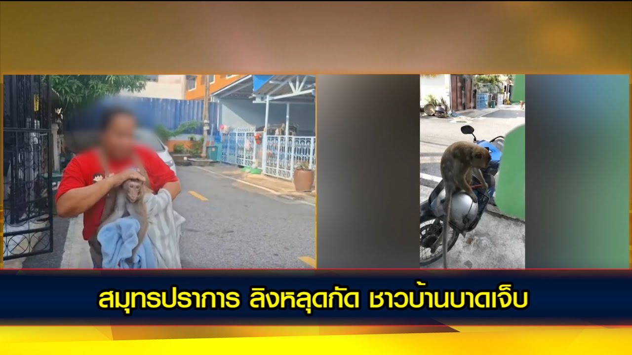 ลิงหลุดกัดชาวบ้านบาดเจ็บ