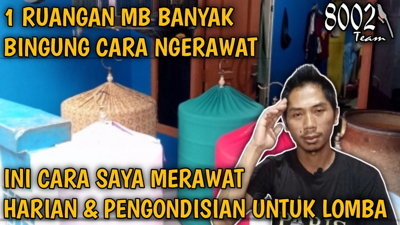 CARA MERAWAT HARIAN DAN LOMBA | UNTUK MURAI BATU DALAM 1 RUMAH  LEBIH DARI 1